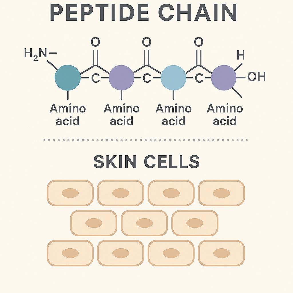 Peptides in Skincare